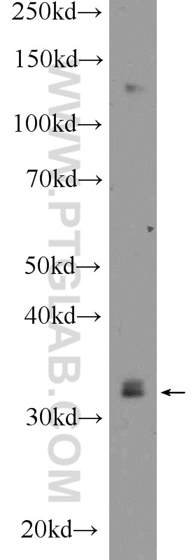 Western Blot (WB) analysis of mouse testis tissue using IQCK Polyclonal antibody (25740-1-AP)