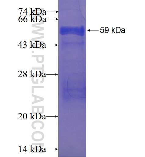 IQCK fusion protein Ag22680 SDS-PAGE
