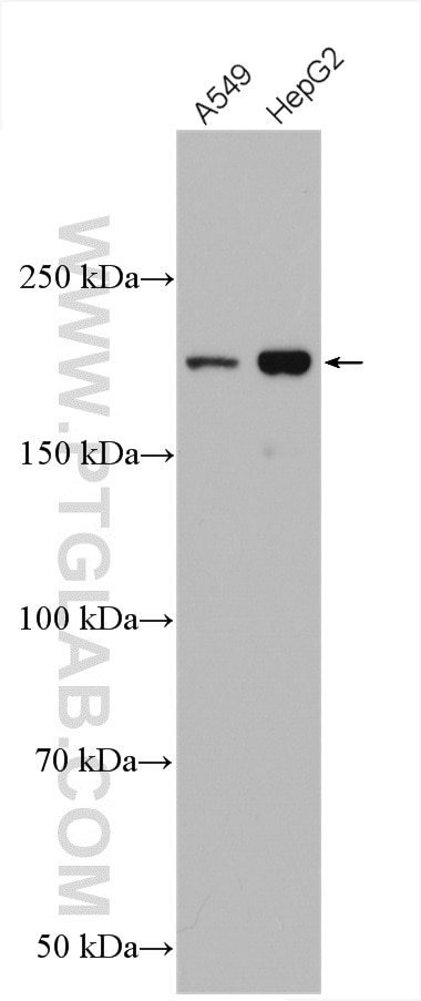 Western Blot (WB) analysis of various lysates using IQGAP1 Polyclonal antibody (22167-1-AP)