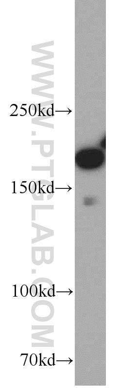 Western Blot (WB) analysis of NIH/3T3 cells using IQGAP1 Polyclonal antibody (22167-1-AP)