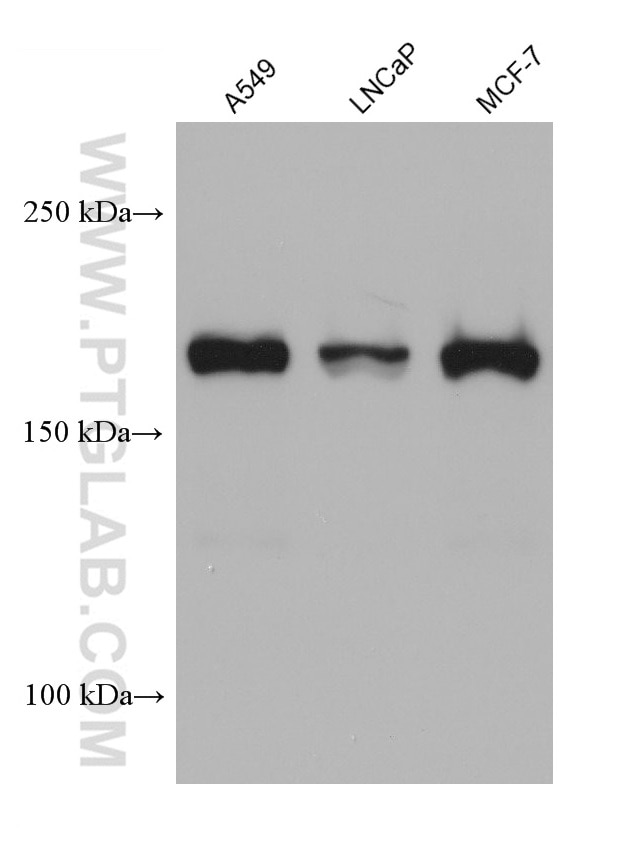 Western Blot (WB) analysis of various lysates using IQGAP1 Monoclonal antibody (68588-1-Ig)