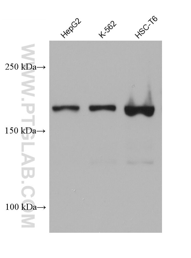 Western Blot (WB) analysis of various lysates using IQGAP1 Monoclonal antibody (68588-1-Ig)