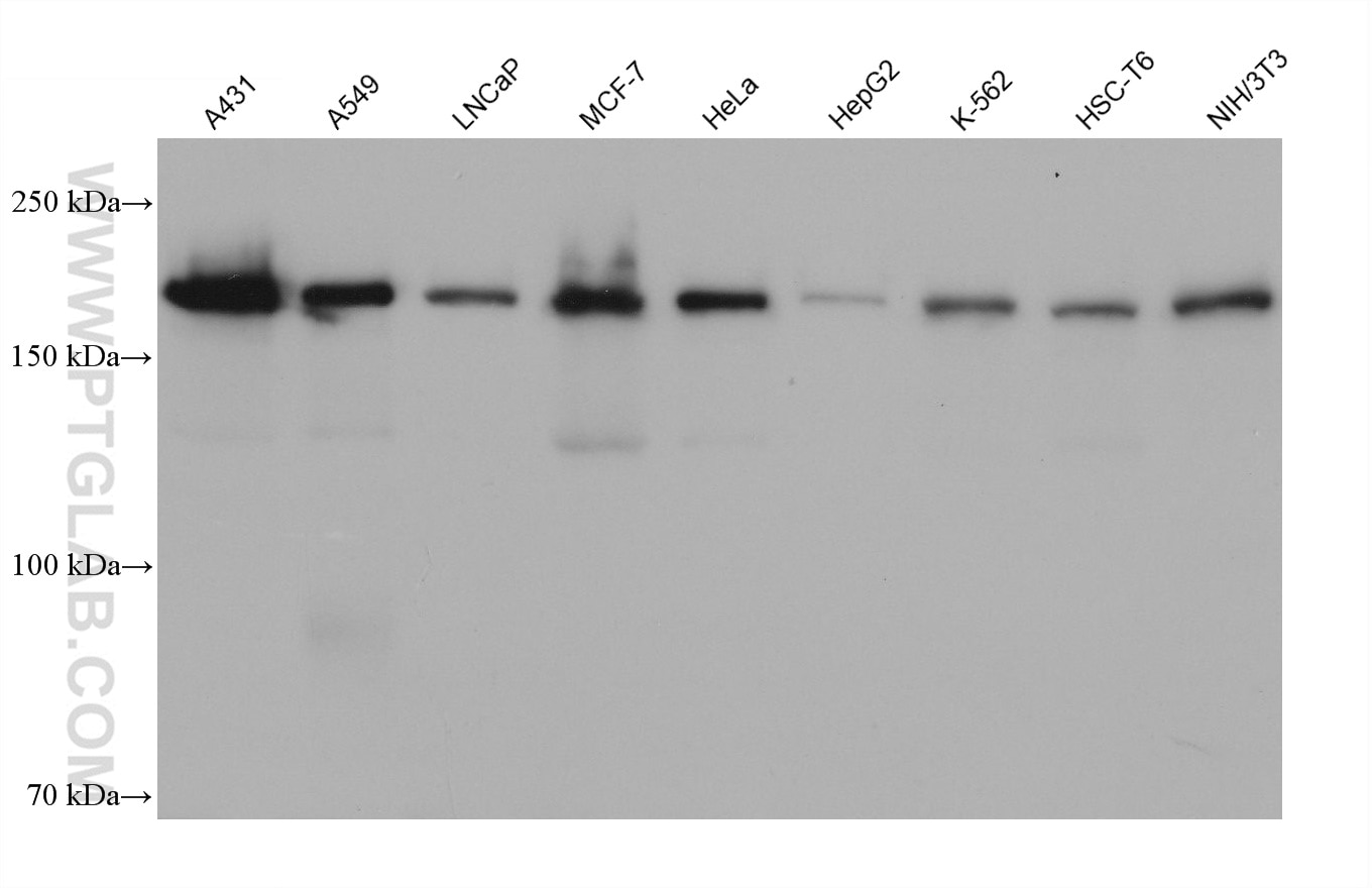 Western Blot (WB) analysis of various lysates using IQGAP1 Monoclonal antibody (68588-1-Ig)