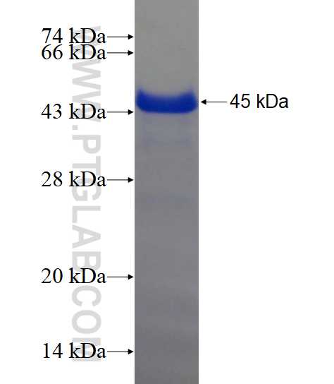 IQGAP3 fusion protein Ag23109 SDS-PAGE