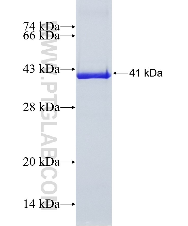 IQSEC1 fusion protein Ag3681 SDS-PAGE