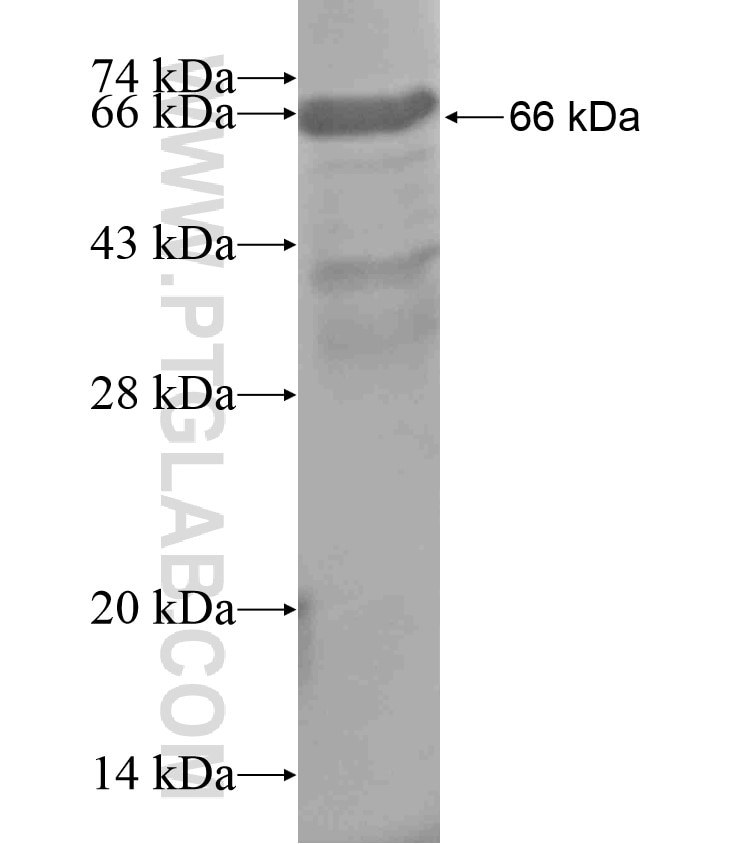 IQSEC2 fusion protein Ag18226 SDS-PAGE
