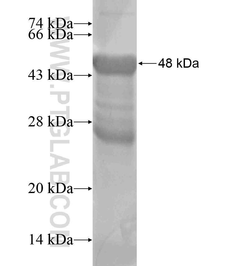 IQSEC3 fusion protein Ag18117 SDS-PAGE