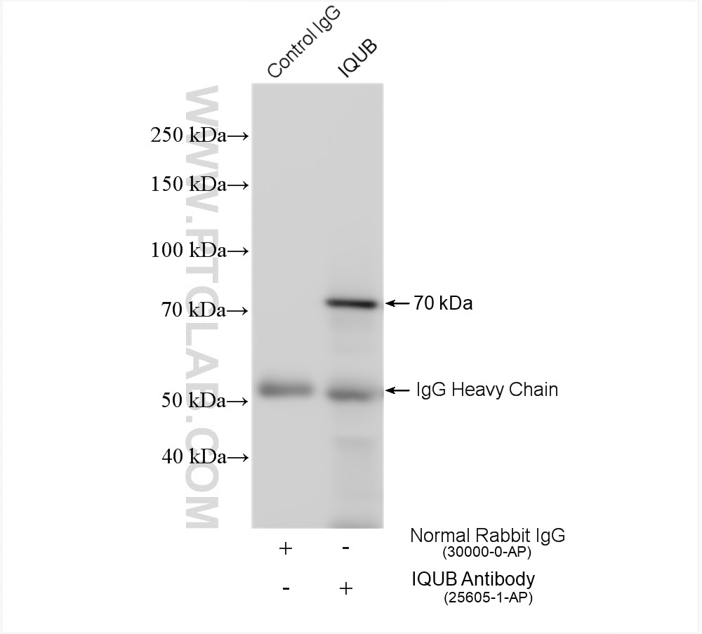 Immunoprecipitation (IP) experiment of mouse spleen tissue using IQUB Polyclonal antibody (25605-1-AP)