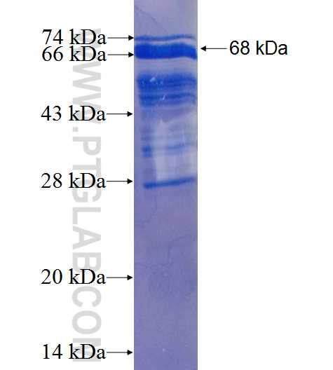 IQWD1 fusion protein Ag2206 SDS-PAGE