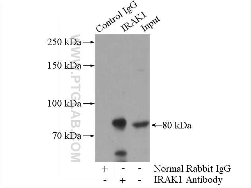 Immunoprecipitation (IP) experiment of HeLa cells using IRAK1 Polyclonal antibody (10478-2-AP)