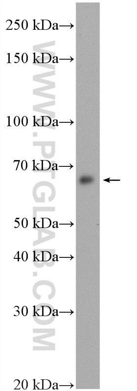 Western Blot (WB) analysis of PC-12 cells using IRAK1 Polyclonal antibody (10478-2-AP)