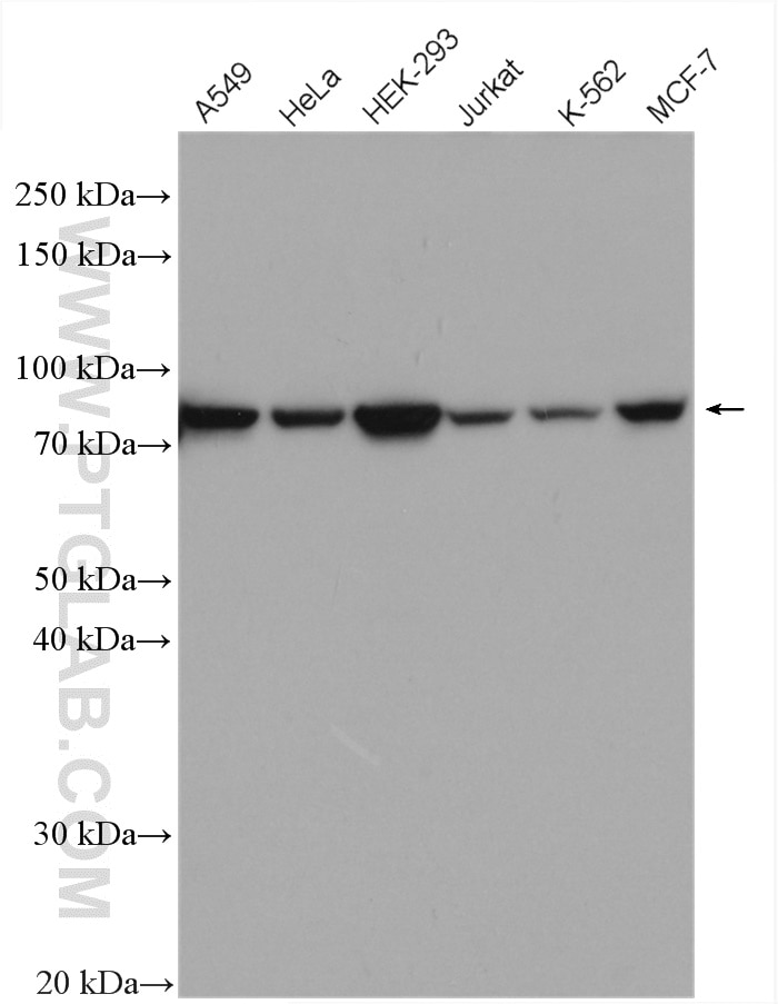 Western Blot (WB) analysis of A549 cells using IRAK1 Polyclonal antibody (10478-2-AP)