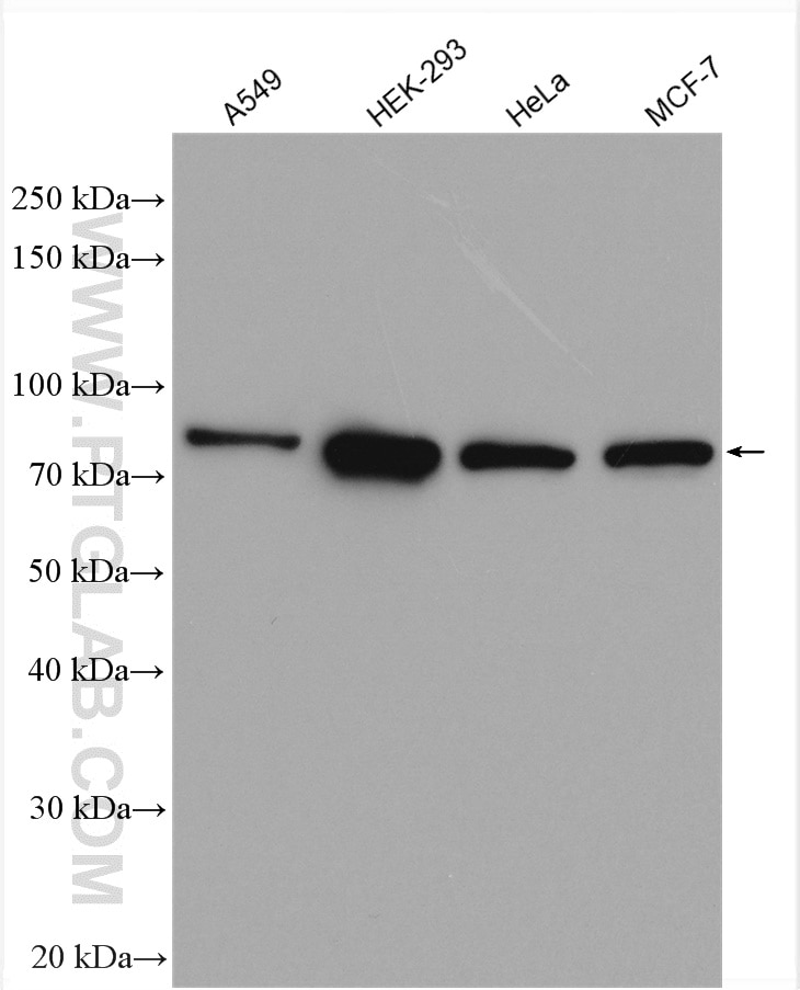 Western Blot (WB) analysis of various lysates using IRAK1 Polyclonal antibody (10478-2-AP)