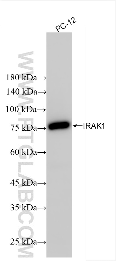 IRAK1