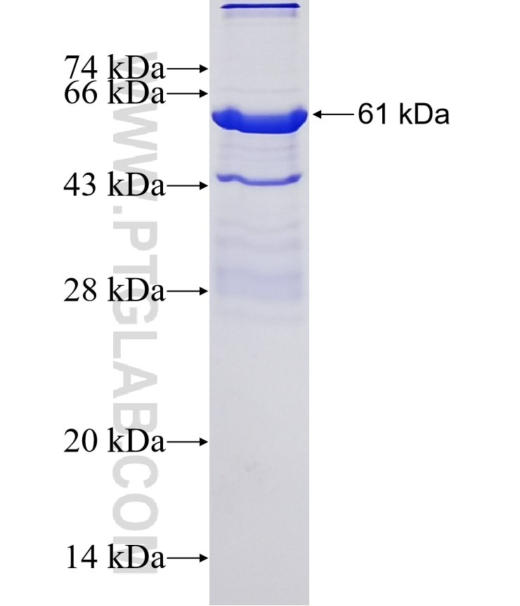 IRAK2 fusion protein Ag16297 SDS-PAGE