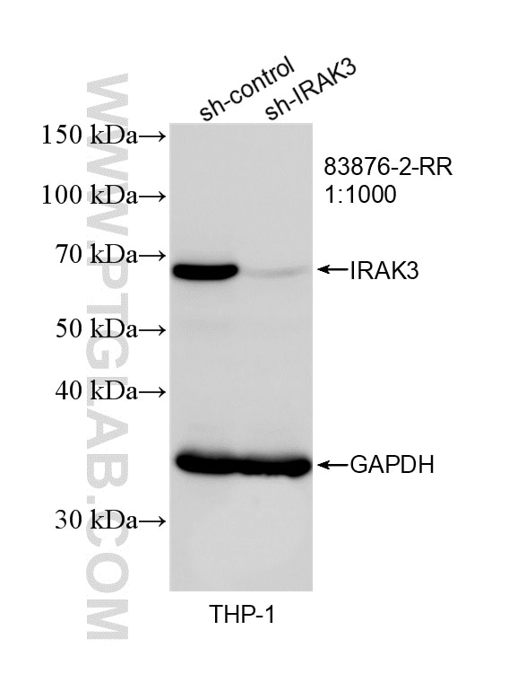 WB result of IRAK3 antibody (83876-2-RR; 1:1000; incubated at room temperature for 1.5 hours) with sh-Control and sh-IRAK3 transfected THP-1 cells. This data was developed using the same antibody clone with 83876-2-PBS in a different storage buffer formulation. Western Blot (WB) analysis of THP-1 cells using IRAK3 Recombinant monoclonal antibody (83876-2-RR)