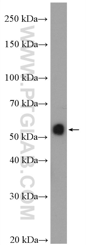 Western Blot (WB) analysis of K-562 cells using IRAK4 Polyclonal antibody (18221-1-AP)