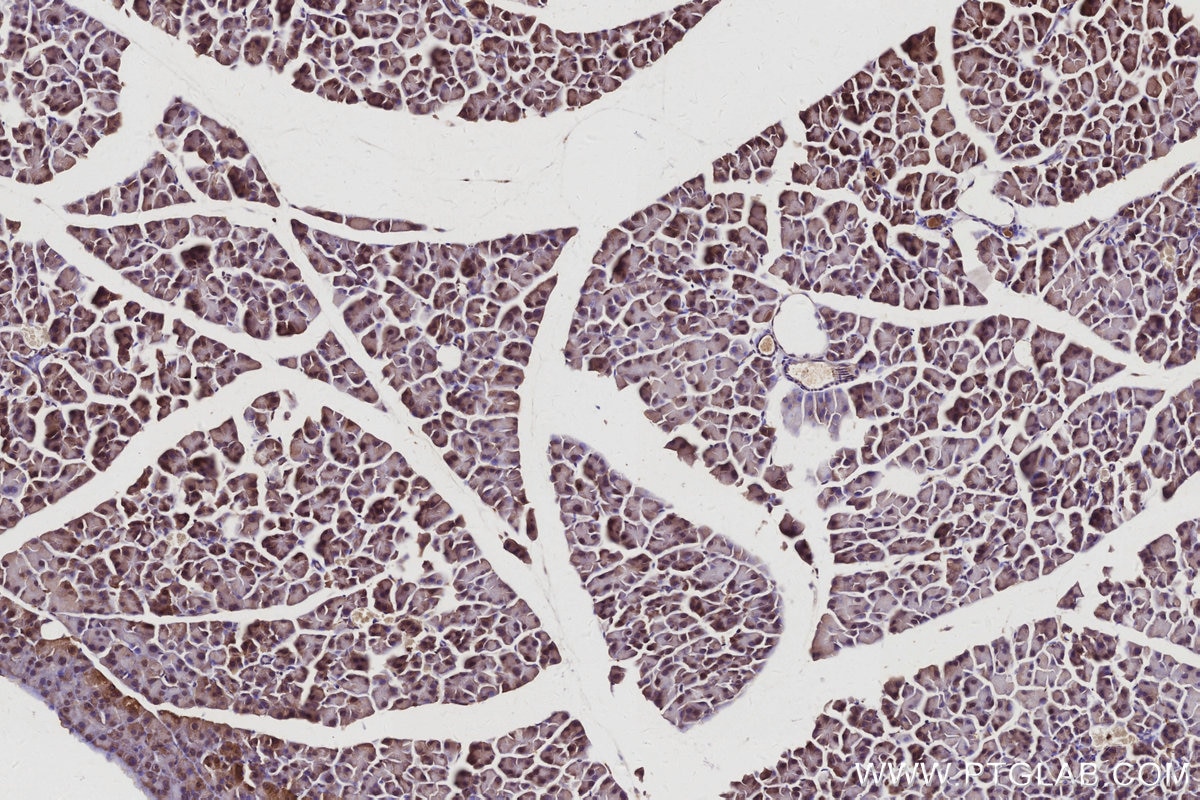 Immunohistochemistry (IHC) staining of mouse pancreas tissue using IRAK4 Monoclonal antibody (67180-1-Ig)