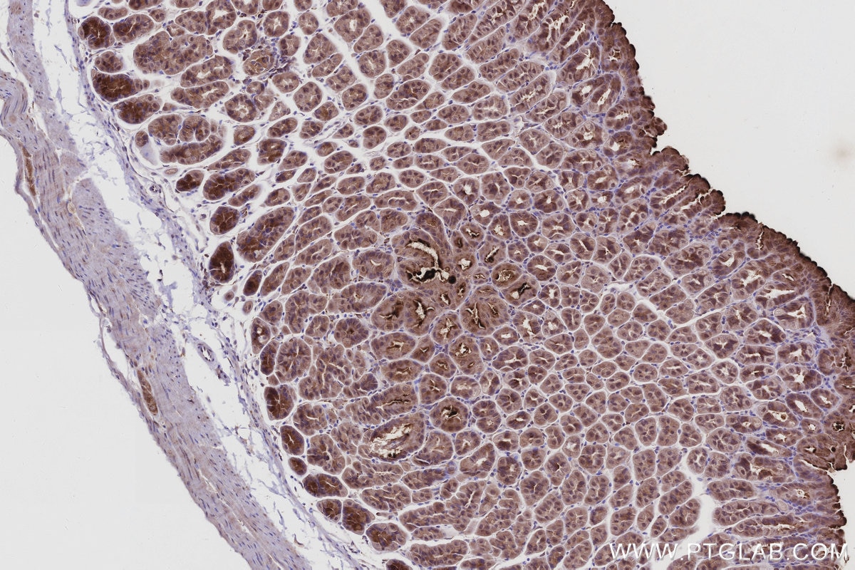 Immunohistochemistry (IHC) staining of mouse stomach tissue using IRAK4 Monoclonal antibody (67180-1-Ig)