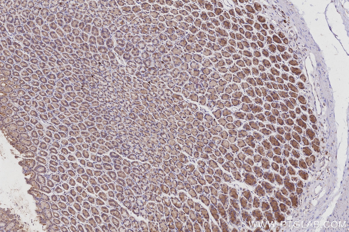 Immunohistochemistry (IHC) staining of rat stomach tissue using IRAK4 Monoclonal antibody (67180-1-Ig)