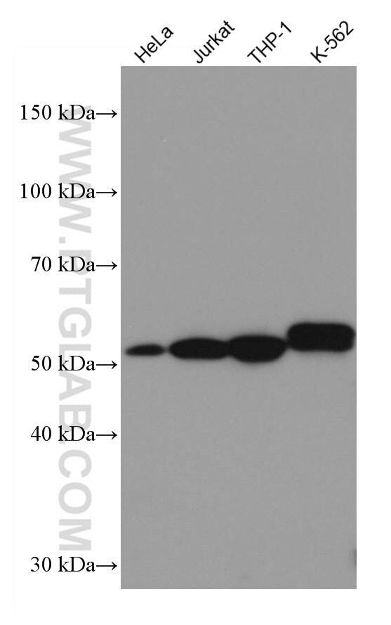 Western Blot (WB) analysis of various lysates using IRAK4 Monoclonal antibody (67180-1-Ig)