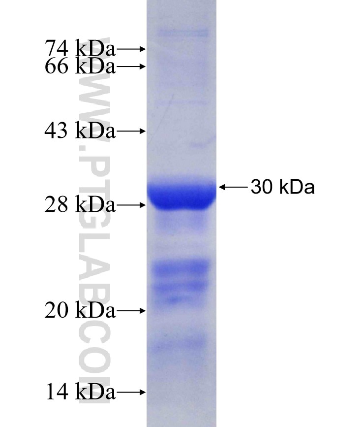 IRAK4 fusion protein Ag29174 SDS-PAGE