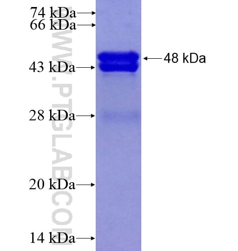 IRAK4 fusion protein Ag12982 SDS-PAGE