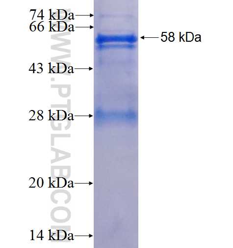 IRE1; ERN1 fusion protein Ag25580 SDS-PAGE