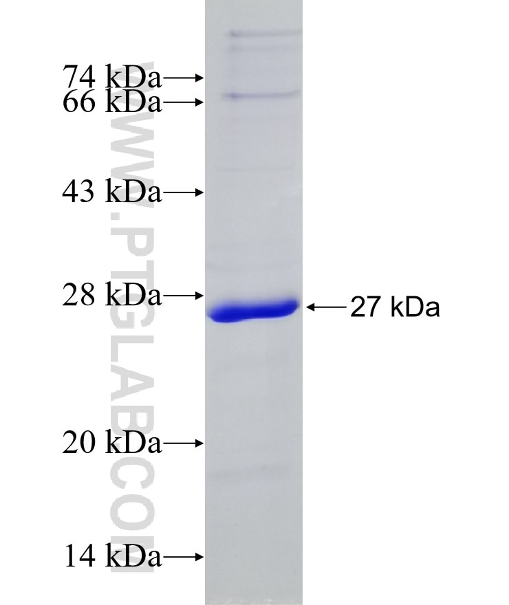 IRE1; ERN1 fusion protein Ag25598 SDS-PAGE