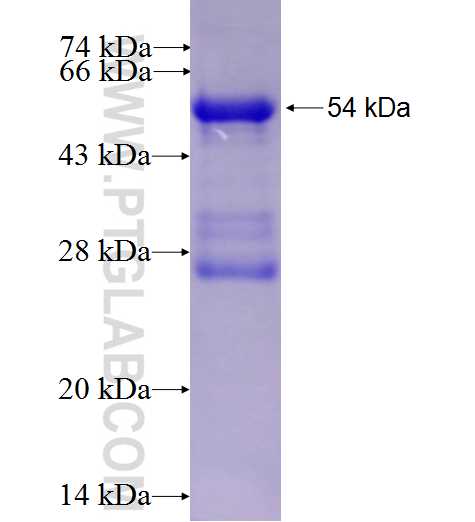IRE1; ERN1 fusion protein Ag27375 SDS-PAGE