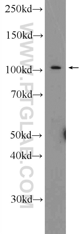 Western Blot (WB) analysis of mouse lung tissue using IREB2 Polyclonal antibody (23829-1-AP)