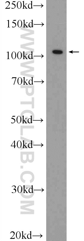 WB analysis of A549 using 23829-1-AP