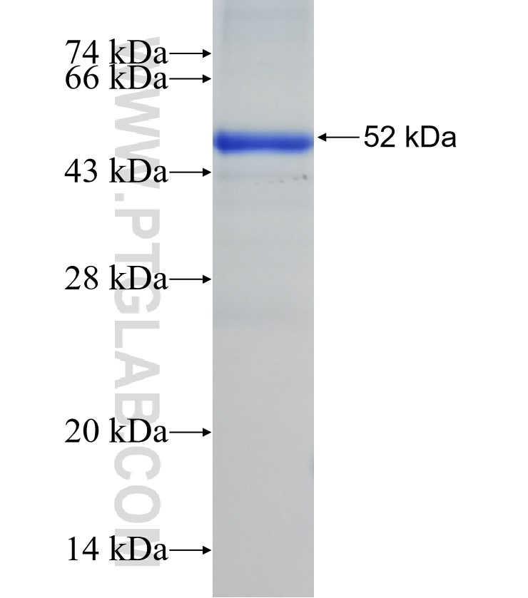 IREB2 fusion protein Ag32233 SDS-PAGE