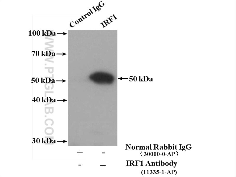 Immunoprecipitation (IP) experiment of HL-60 cells using IRF1 Polyclonal antibody (11335-1-AP)