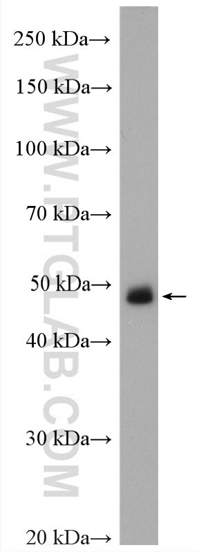 Western Blot (WB) analysis of HL-60 cells using IRF1 Polyclonal antibody (11335-1-AP)