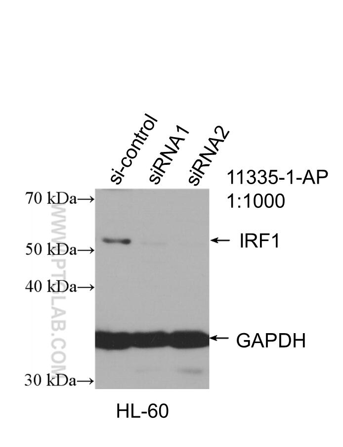 Western Blot (WB) analysis of HL-60 cells using IRF1 Polyclonal antibody (11335-1-AP)