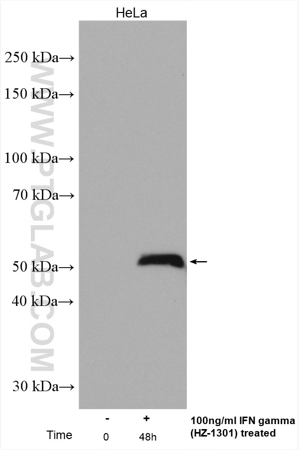 Western Blot (WB) analysis of various lysates using IRF1 Polyclonal antibody (11335-1-AP)