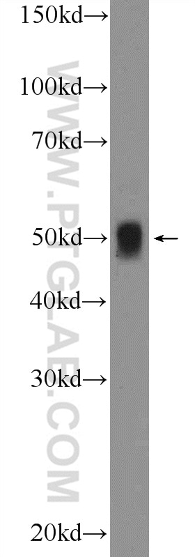 Western Blot (WB) analysis of Raji cells using IRF1 Polyclonal antibody (11335-1-AP)