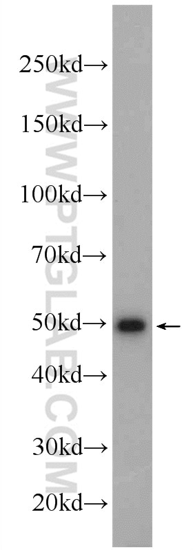 Western Blot (WB) analysis of Raji cells using IRF1 Polyclonal antibody (11335-1-AP)