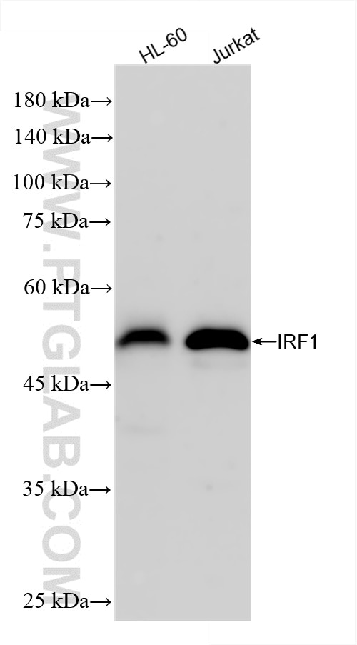 IRF1