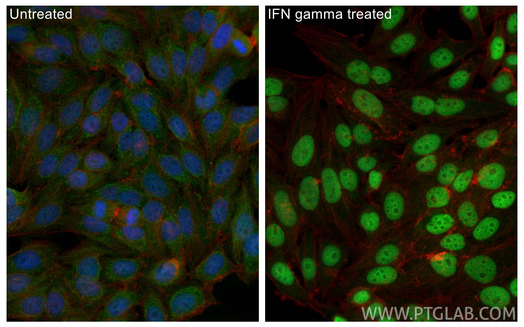 Immunofluorescence (IF) / fluorescent staining of HepG2 cells using CoraLite® Plus 488-conjugated IRF1 Polyclonal anti (CL488-11335)