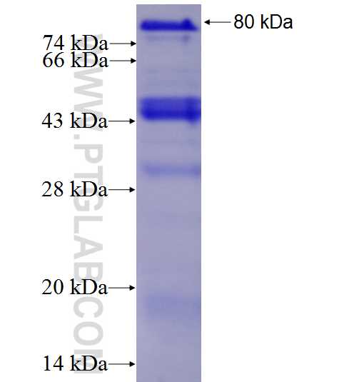 IRF1 fusion protein Ag1879 SDS-PAGE