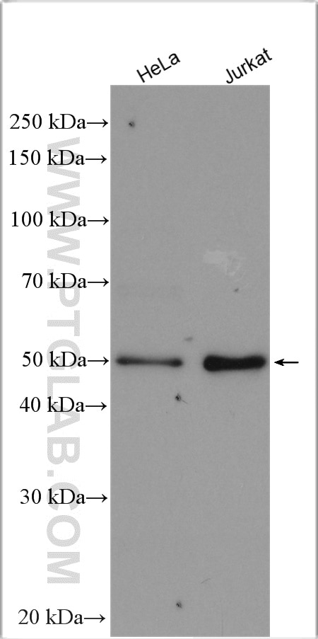 Western Blot (WB) analysis of various lysates using IRF2 Polyclonal antibody (12525-1-AP)