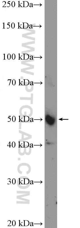 Western Blot (WB) analysis of mouse colon tissue using IRF2 Polyclonal antibody (12525-1-AP)