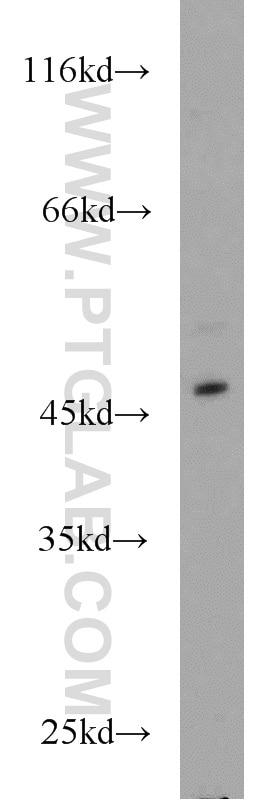 Western Blot (WB) analysis of COLO 320 cells using IRF2 Polyclonal antibody (12525-1-AP)