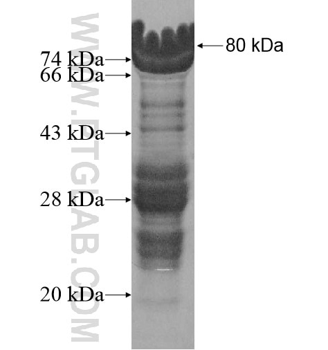 IRF2 fusion protein Ag11724 SDS-PAGE