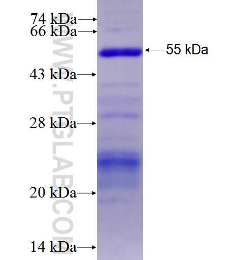IRF2 fusion protein Ag3220 SDS-PAGE