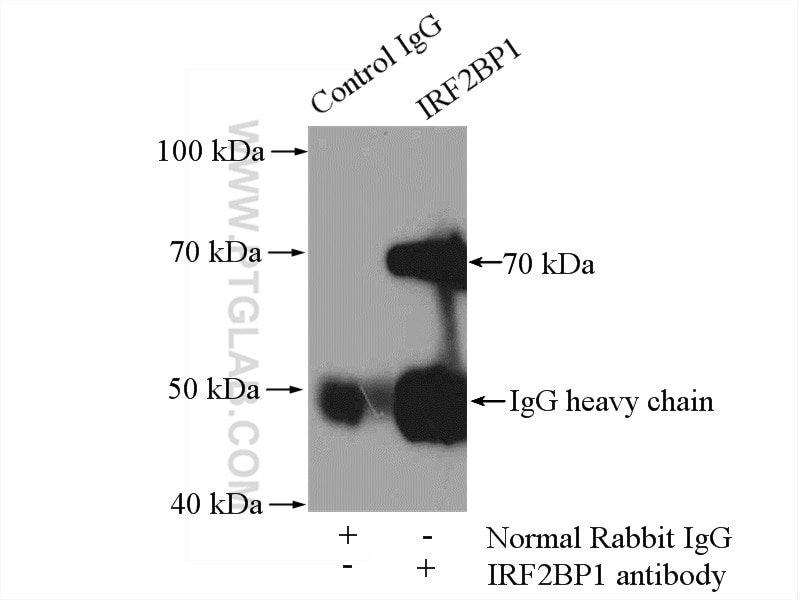 Immunoprecipitation (IP) experiment of HEK-293 cells using IRF2BP1 Polyclonal antibody (13698-1-AP)