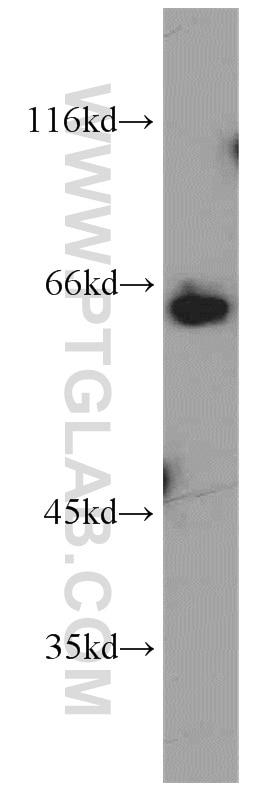 Western Blot (WB) analysis of HEK-293 cells using IRF2BP1 Polyclonal antibody (13698-1-AP)