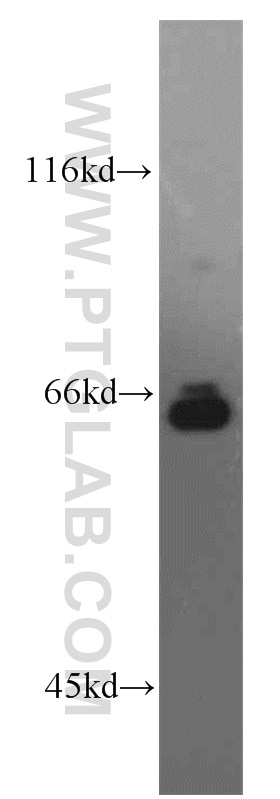 Western Blot (WB) analysis of HeLa cells using IRF2BP1 Polyclonal antibody (13698-1-AP)